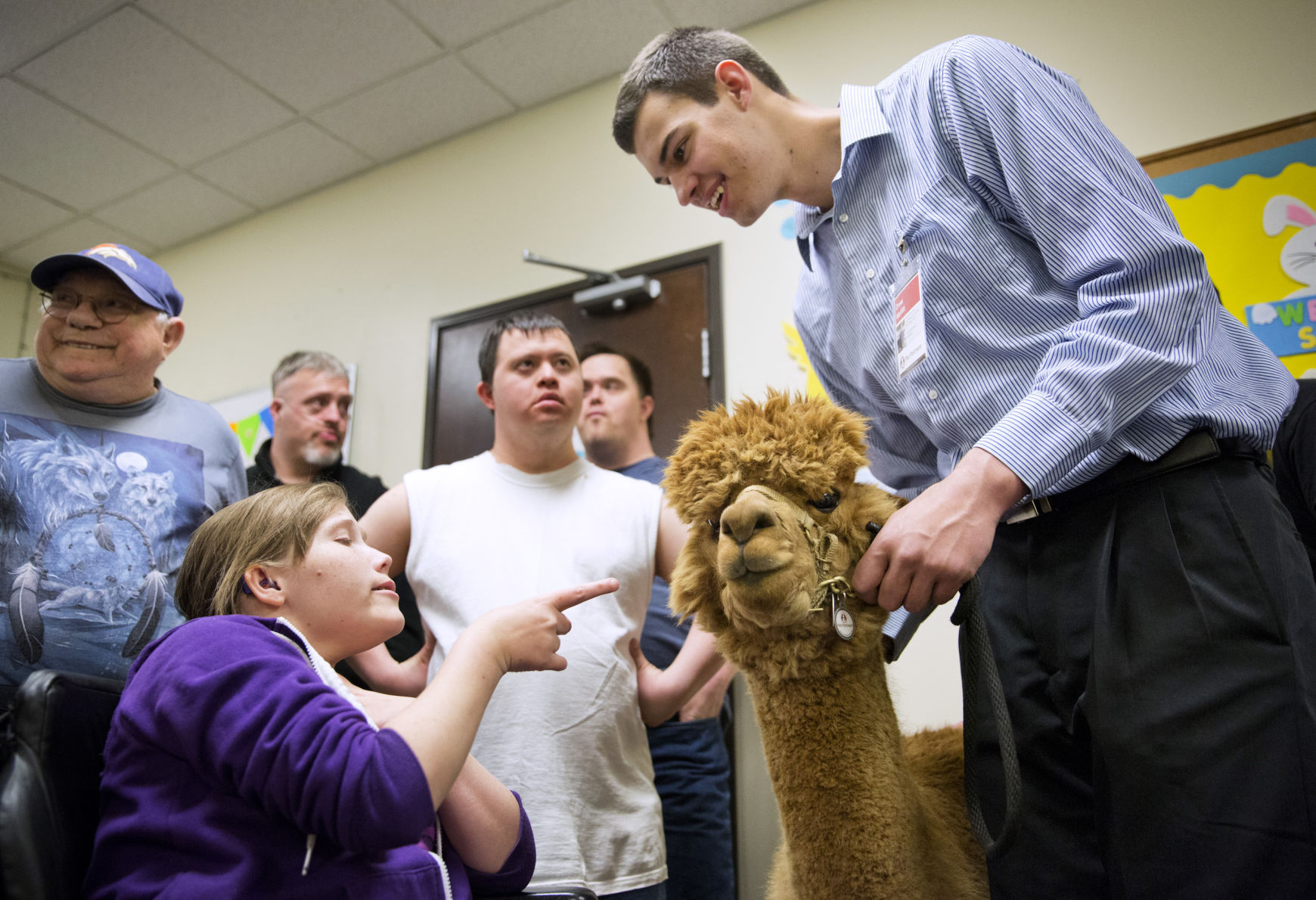 Therapy alpaca